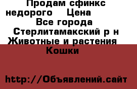 Продам сфинкс недорого  › Цена ­ 1 000 - Все города, Стерлитамакский р-н Животные и растения » Кошки   